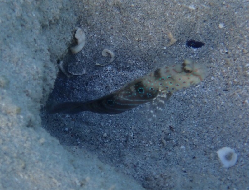 Harlequin prawn-goby, Harlequin Prawn-goby - Cryptocentrus caeruleopunctatus, Cryptocentrus caeruleopunctatus