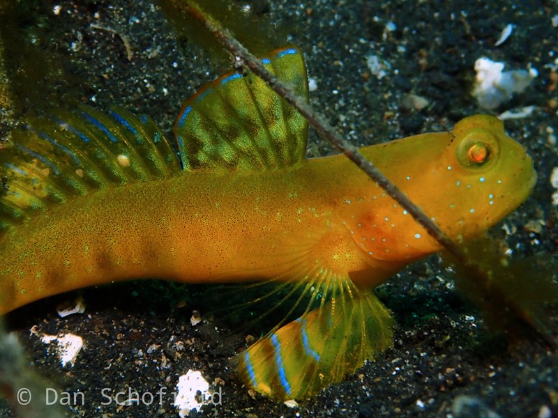 Partnergrundel – Cryptocentrus sericus