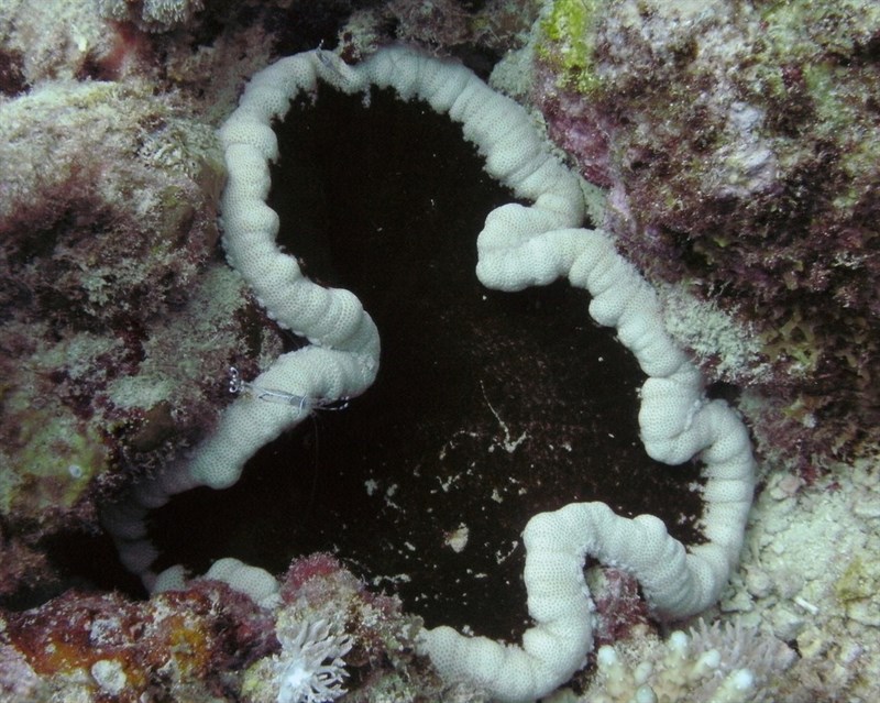 , Large Flattened Anemone, Cryptodendrum adhaesivum