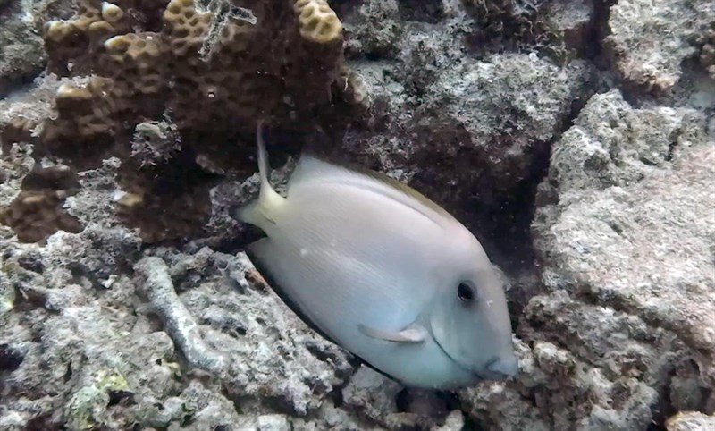 Striated surgeonfish, Striated Surgeonfish, Ctenochaetus striatus