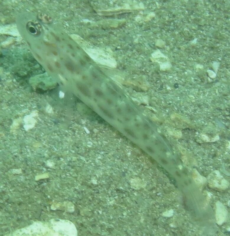 , Goby, Ctenogobiops tongaensis