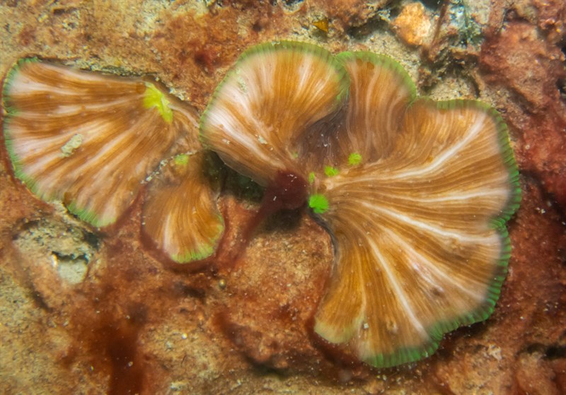 , Diaseris Fragilis, Cycloseris fragilis