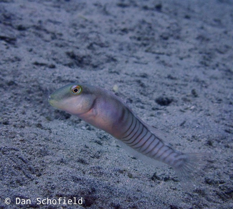 Finescale razorfish, Finescale Razorfish, Razor Wrasse, Collared Knifefish, Finescale Razorfish - Cymolutes torquatus, Cymolutes torquatus