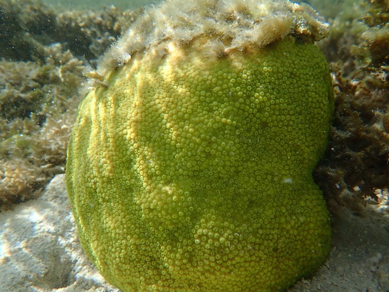 , Stony Corals - Cyphastrea chalcidicum, Cyphastrea chalcidicum