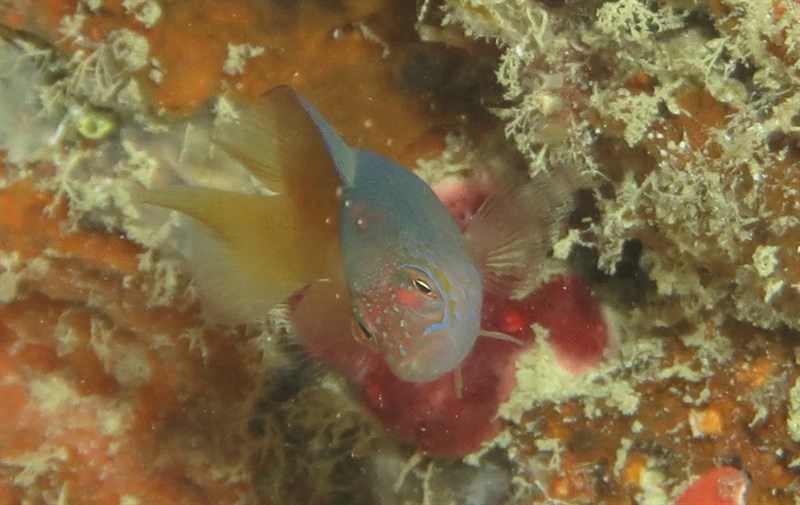 Oblique-lined dottyback, Mccullochi Dottyback, Obliquelined Dottyback, Oblique-lined Dottyback, Lavender Dottyback, Cypho purpurascens