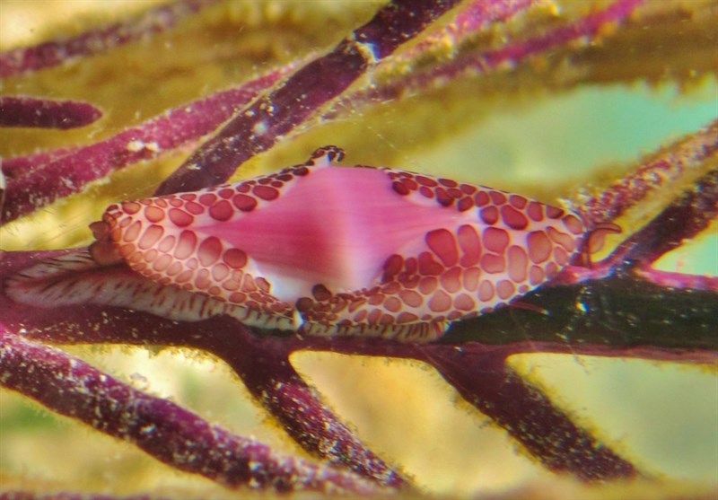 , Cyphoma rhomba, Cyphoma rhomba