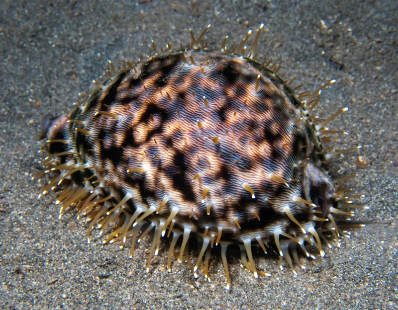 , Tiger Cowrie, Cypraea tigris