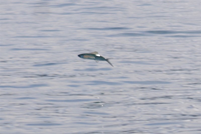 Ornamented flyingfish, Cypselurus callopterus, Cypselurus callopterus