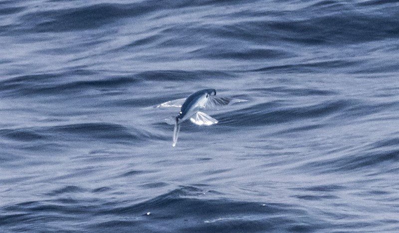 Largescale flyingfish, Largescale Flyingfish, Cypselurus oligolepis