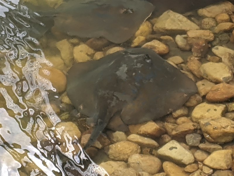 Blue stingray, Blue Stingray - Dasyatis chrysonota, Dasyatis chrysonota