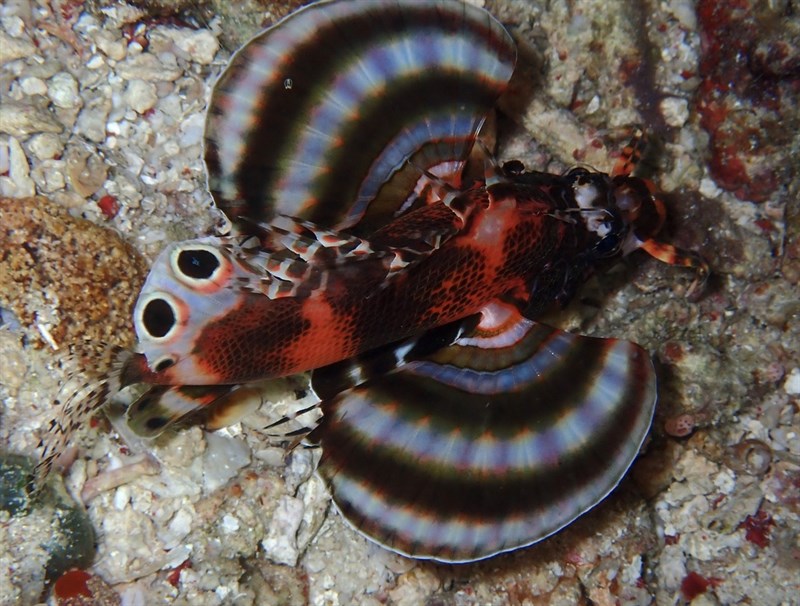 Twospot turkeyfish, Double-ocellated Scorpionfish, Ocellated Lionfish, Twinspot Lionfish, Two-eyed Lionfish, Twospot Turkeyfish, Fu Manchu Lionfish, Dendrochirus biocellatus