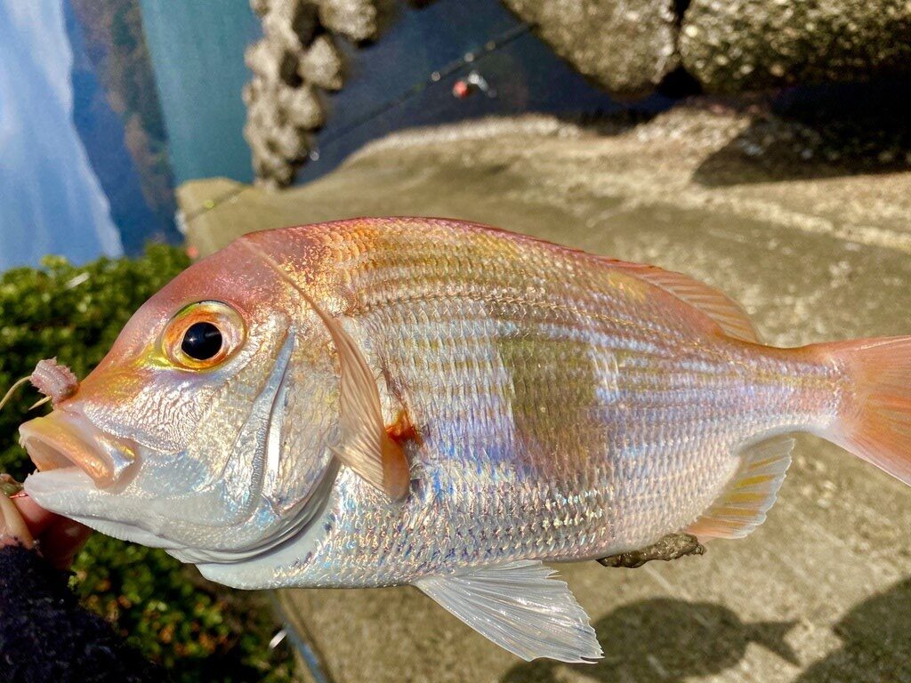 Yellowback sea-bream, , Dentex hypselosomus