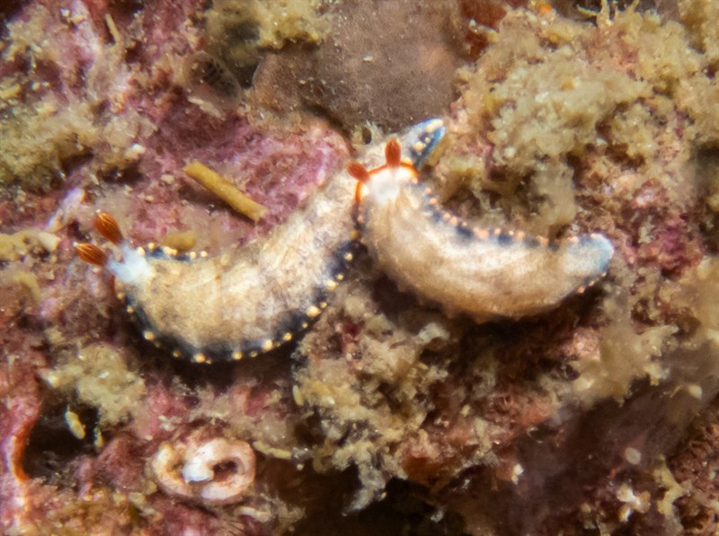 , Nudibranch, Dermatobranchus funiculus