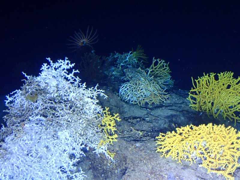 , North Atlantic Cold-water Coral - Desmophyllum pertusum, Desmophyllum pertusum