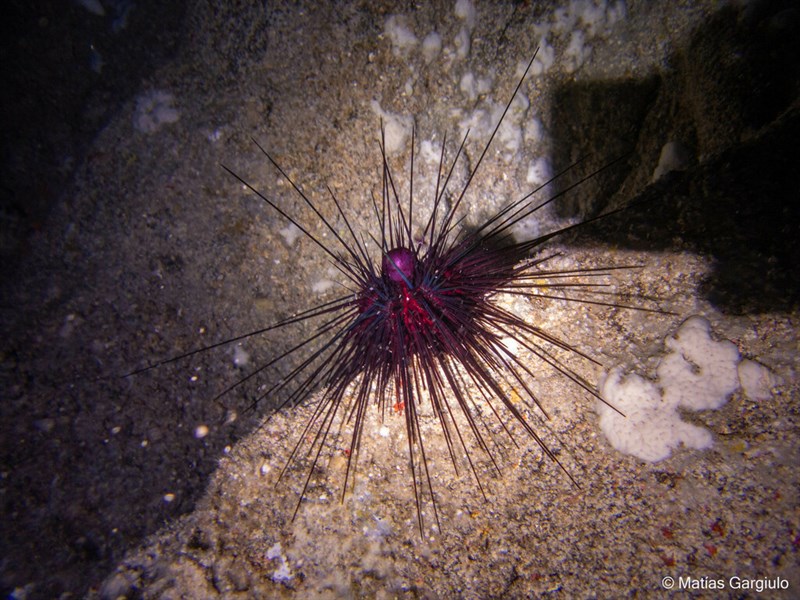 , Palmer’s Urchin, Fiery Sea Urchin, Palmer's Sea Urchin, Diadema palmeri