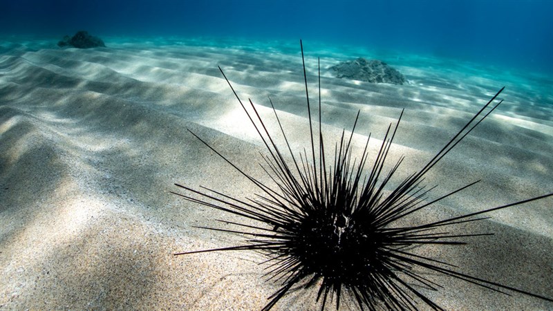 , Banded Diadem Urchin, Diadema savignyi