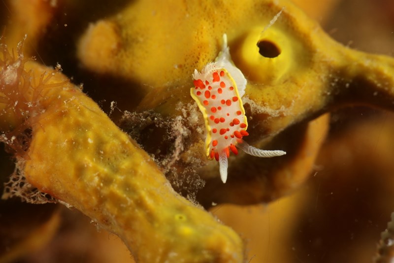 , Red Papillae Dorid, Diaphorodoris papillata