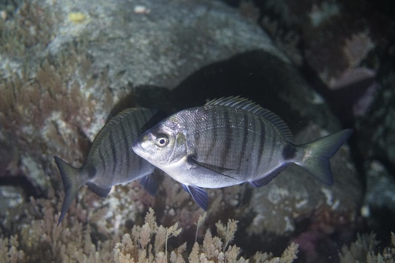 Sharpsnout seabream, Sharpsnout Seabream, Diplodus puntazzo