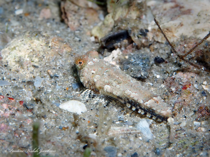 Spotted dragonet, , Diplogrammus pauciradiatus