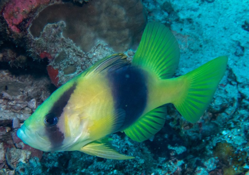 Barred soapfish, Barred Soapfish, Two Banded Grouper, Two-banded Perch, Two-banded Sea Perch, Two-banded Soapfish, Yellow Emperor, Yellow Striped Grouper, Diploprion bifasciatum