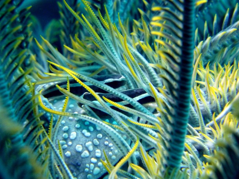 Oneline clingfish, Oneline Clingfish, Discotrema monogrammum