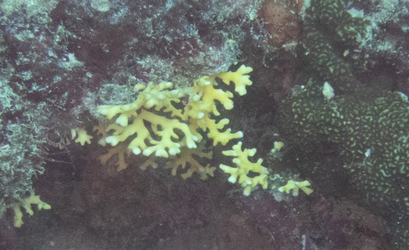 , Lace Coral - Stylaster Coral, Distichopora violacea