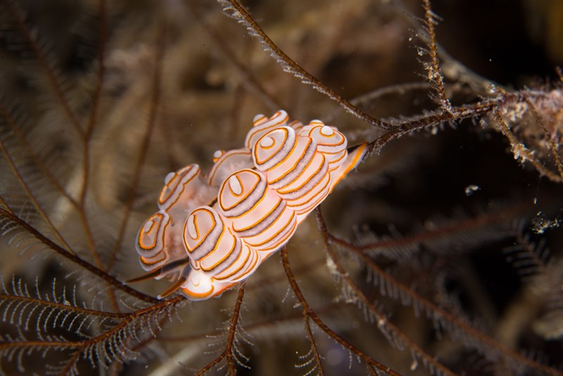 , Donut Nudibranch, Doto greenamyeri