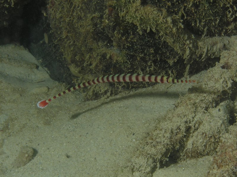 Naia pipefish, Naia Pipefish - Dunckerocampus naia, Dunckerocampus naia