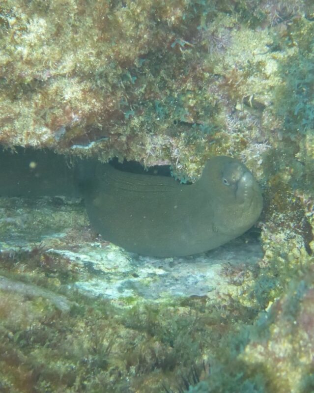 Pebbletooth moray, Pebbletooth Moray - Echidna peli, Echidna peli