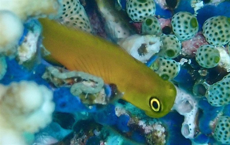 Blackspot coralblenny, Blenny, Ecsenius lividanalis