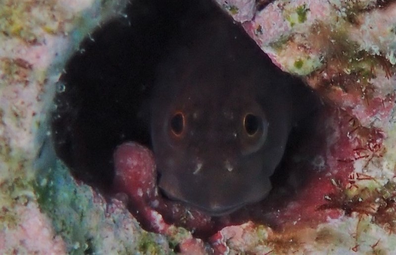 Queensland combtooth blenny, Queensland Blenny, Ecsenius mandibularis