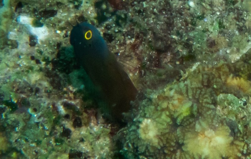 Eye-spot blenny, Ecsenius Ops, Ecsenius ops