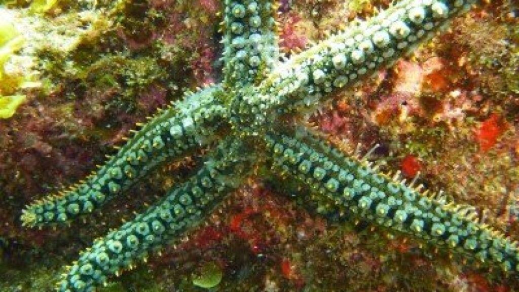 Eisseestern-Marthasterias-glacialis-1280x720