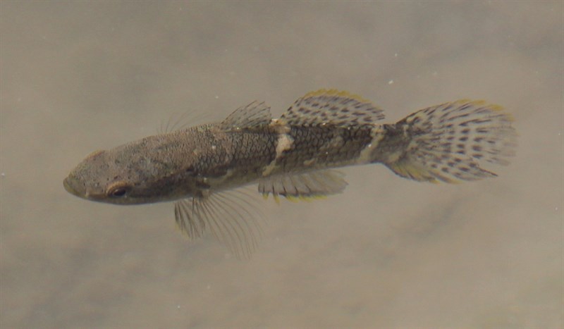 Spinecheek gudgeon, Eleotris acanthopomus, Eleotris acanthopomus