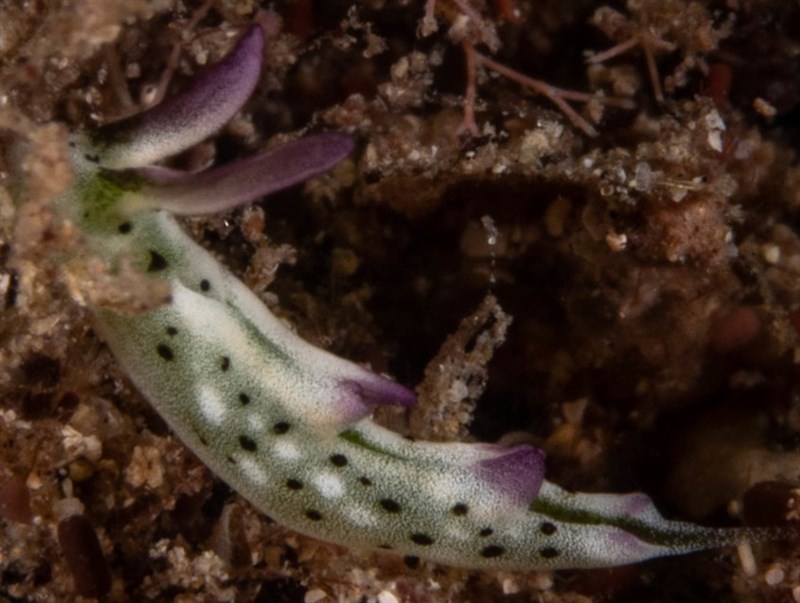 , Sap-sucking Sea Slug, Elysia thompsoni