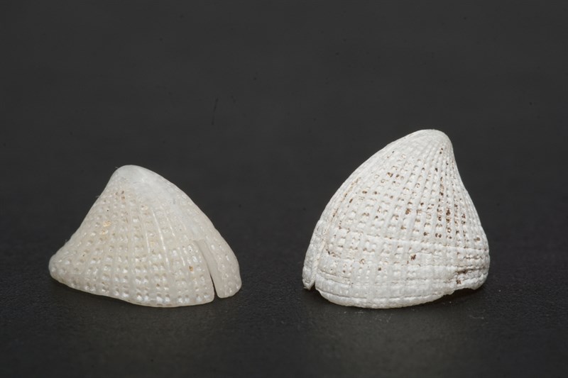 , Slit Limpet, Pink Slit Limpet, Pink Emarginula - Emarginula fissura, Emarginula fissura