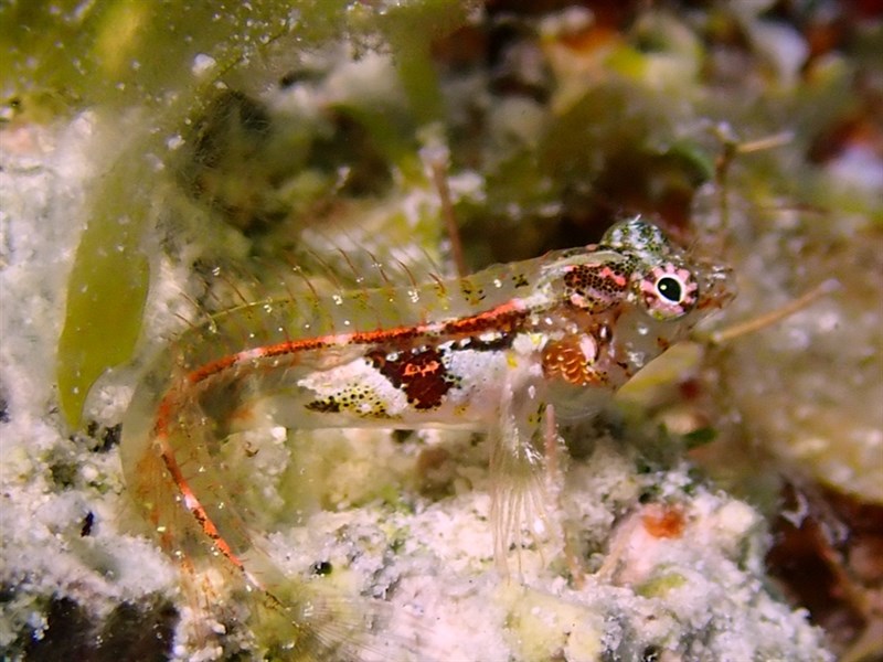 Blackfin glass blenny, Blackfin Glass Blenny, Fine-cirrus Blenny - Emblemariopsis leptocirris, Emblemariopsis leptocirris