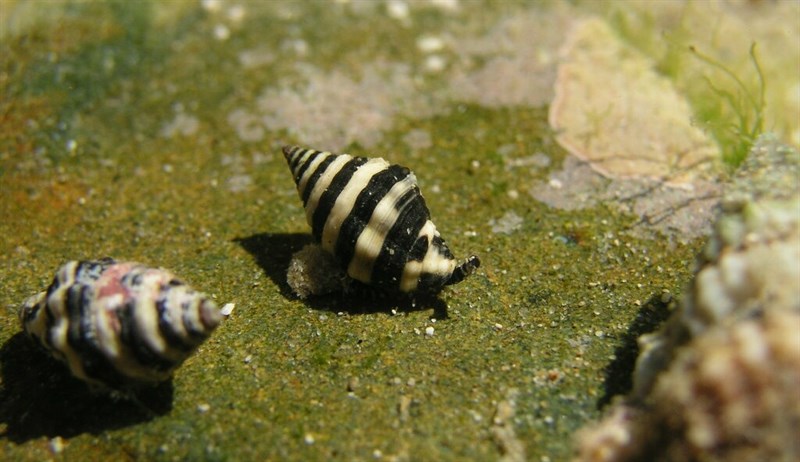 , Banded Engina, Engina zonalis