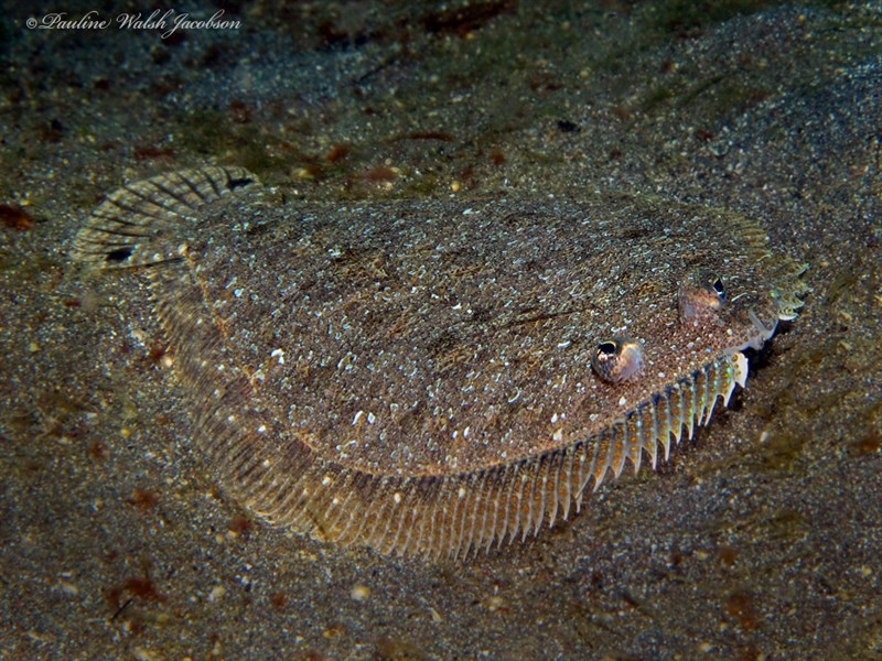 Largescale flounder, Largescale Flounder, Mottled Wide-eyed Flounder, Spiny-head Flounder, Spiny-headed Flounder, Spotted-tail Flounder, Spot-tail Wide-eye, Engyprosopon grandisquama