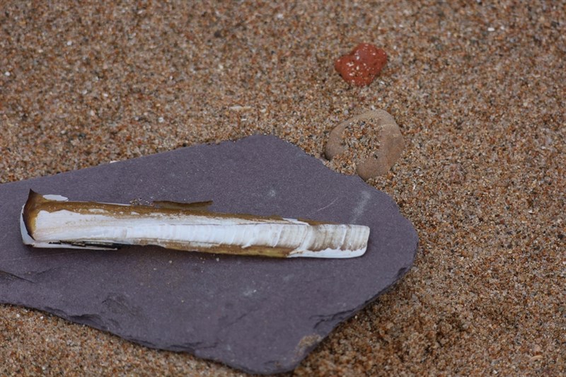 , Pod Razor Shell - Ensis siliqua, Ensis siliqua