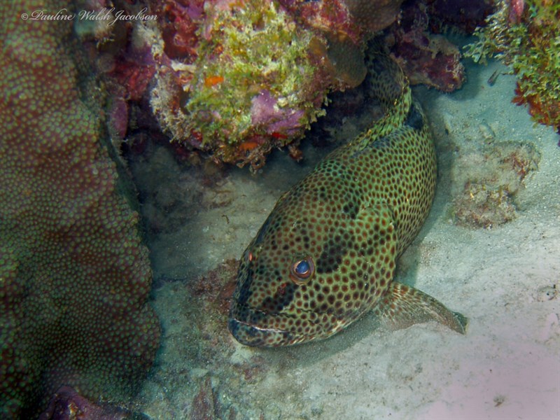 Rock hind, Butterfish, Deady, Graysby, Hind, Jack, Rock Grouper, Rock Hind, Epinephelus adscensionis