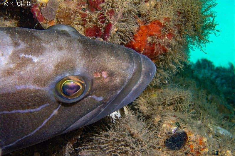 White grouper, White Grouper, Epinephelus aeneus