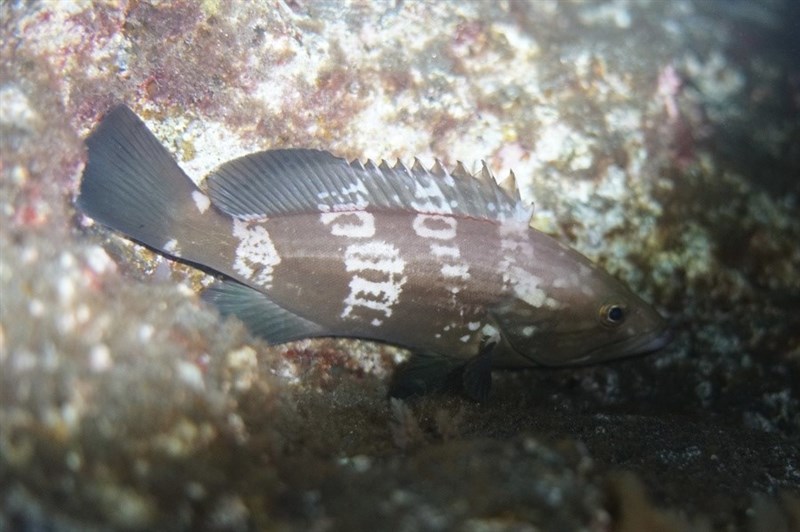 Goldblotch grouper, Goldblotch Grouper, Epinephelus costae