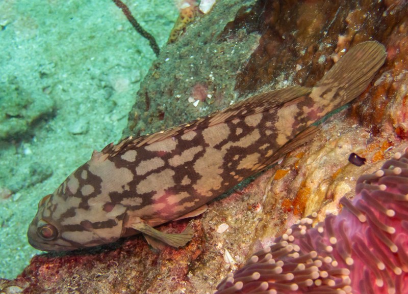 Cloudy grouper, , Epinephelus erythrurus