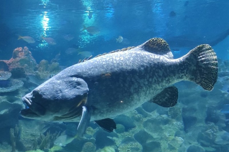 Giant grouper, Brindle Bass, Brindled Grouper, Giant Grouper, Queensland Groper, Epinephelus lanceolatus