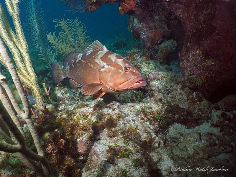 Red grouper, Red Grouper, Epinephelus morio