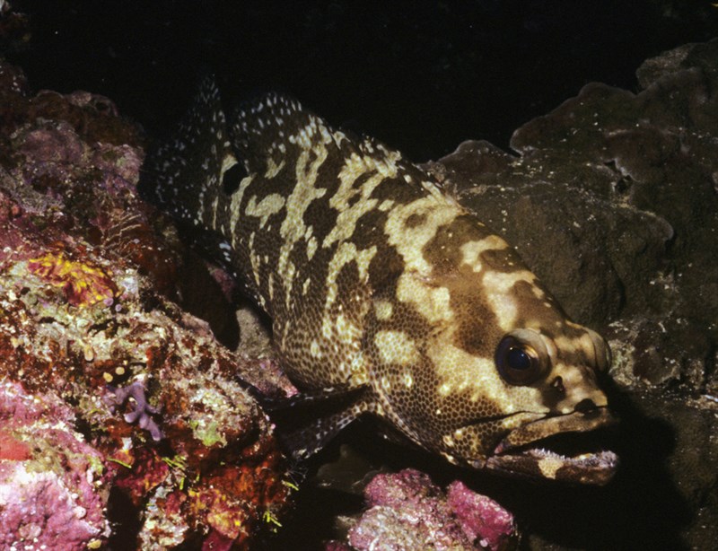 Camouflage grouper, Disguised Grouper, Blue-tailed Cod, Camouflage Cod, Camouflage Rockcod, Small-toothed Cod, Small-toothed Rockcod, Smooth Flowery Rock-cod, Snout-spot Grouper, Snout-spot Rock-cod, Camouflage Grouper, Epinephelus polyphekadion