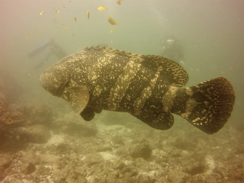 Pacific goliath grouper, , Epinephelus quinquefasciatus