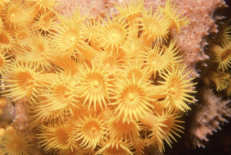 , Epizoanthus Karenae, Yellow Zoanthid, Epizoanthus karenae