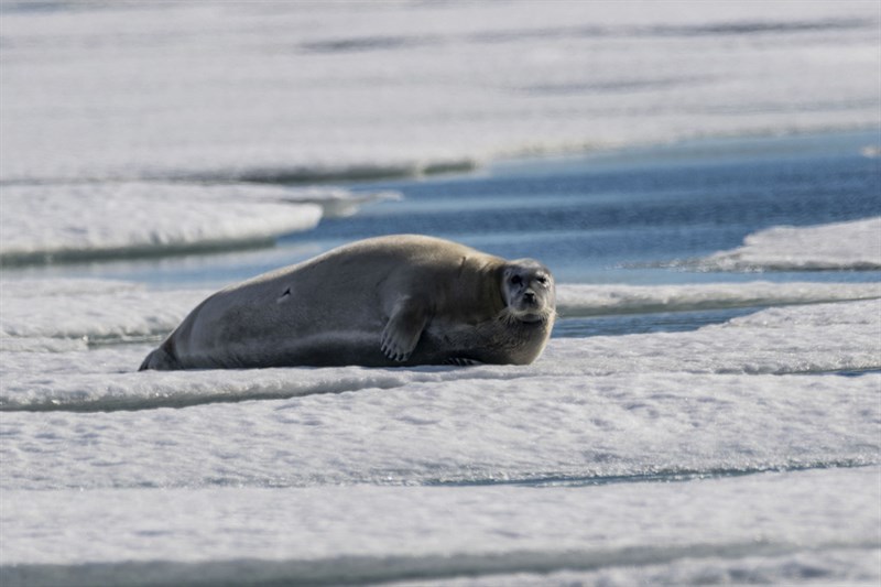 Bartrobbe – Erignathus barbatus